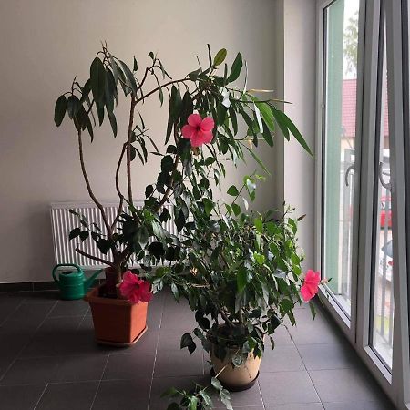 Apartman Na Lukach - Kopretina Třeboň Extérieur photo